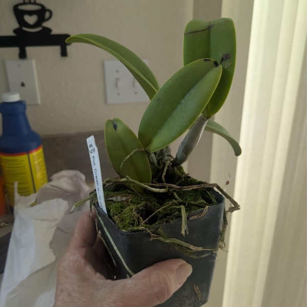 Mcv Frances Fox 'sun Spots' Blooming Size. Highly Sought After Orchid
