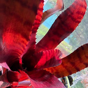 Neoregelia 'grove's Red Tiger' Pup — Glossy Red Banded Hybrid by