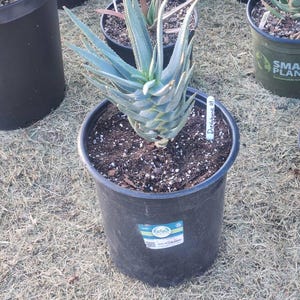 2g Aloe Dichotoma Hybrid: Heat Tolerant Tree Aloe - Etsy