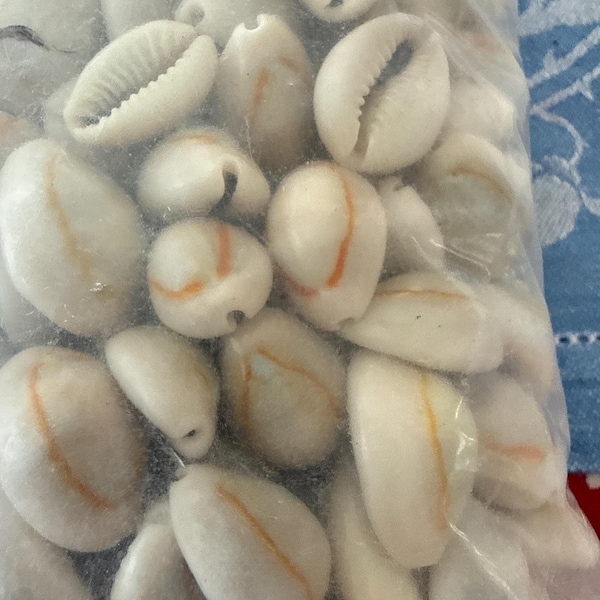 Ring Top Cowries Money 5 to 1000 Pcs Open Back Shells Sizes (1/2 - 1 ...