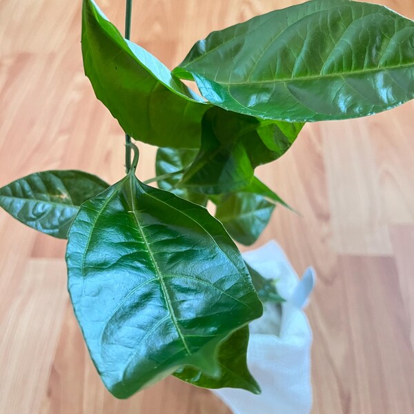 Purple Malay Apple Syzygium Malaccense Fruit Tree Starter Potted Plant ...