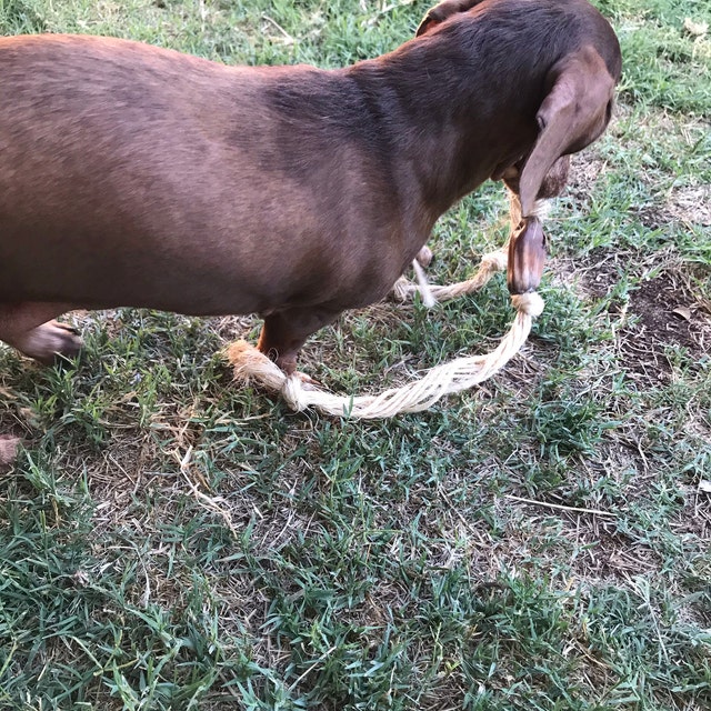 Coconut Dog Toy by on Etsy