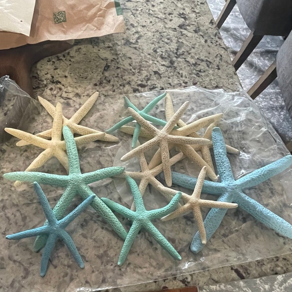 Conch Sea Shell | Garden Quality 6"-8" Conch Shell | Imperfect Conch ...