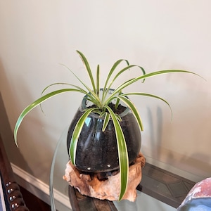 Regina added a photo of their purchase