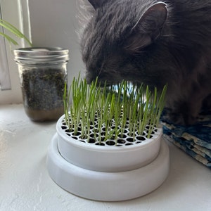 Jardinière dherbe à chat graines / sol / engrais inclus tout ce dont vous  avez besoin naturel, durable et biologique -  France