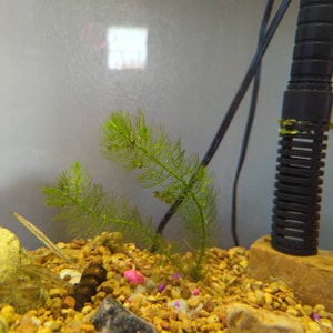 Nancy hat ein Foto des gekauften Artikels hinzugefügt