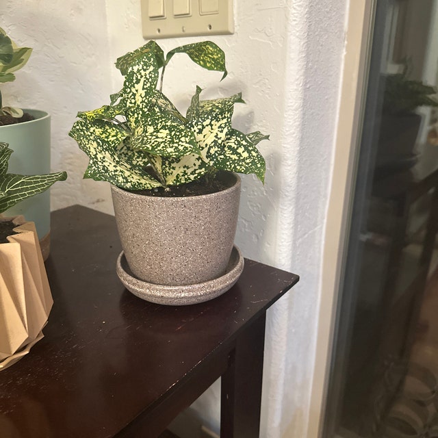 Essence Mini Planters Set of 3 | Indoor Small Succulent Planters