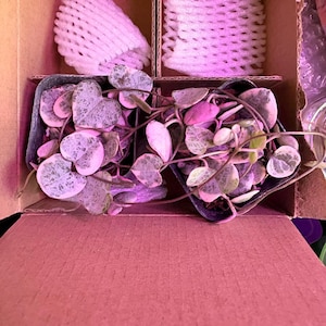 robin added a photo of their purchase