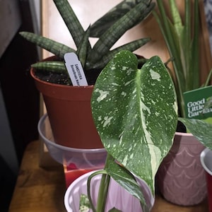 Luningning heeft een foto van de aankoop toegevoegd