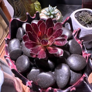 Mark added a photo of their purchase