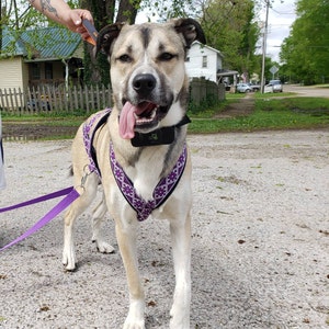 Rylee さんが購入した商品の写真を追加しました