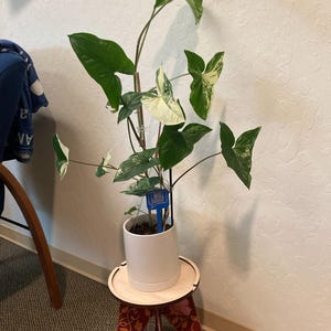 Martha added a photo of their purchase