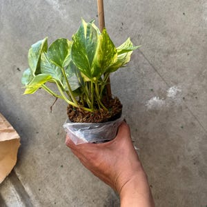 Patty added a photo of their purchase