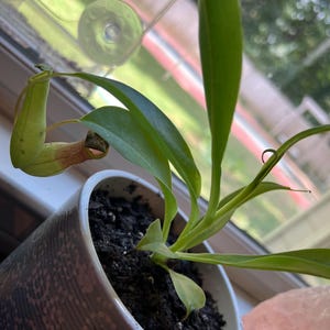 Viking X Ampullaria Black Miracle Starter Plant (ALL STARTER