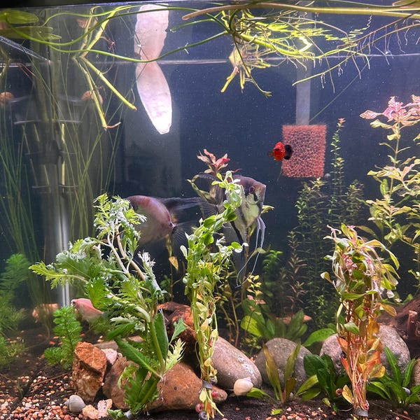 A closer look at Inexpensive Cichlid Aquarium Kits