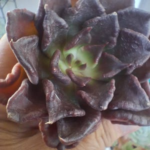 Dawnica added a photo of their purchase