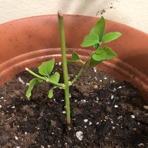 Poorna added a photo of their purchase