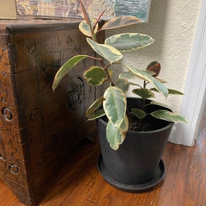 Sommer added a photo of their purchase