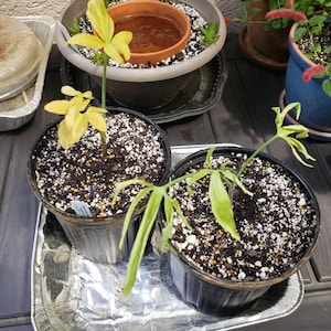 Rowena heeft een foto van zijn/haar aankoop toegevoegd