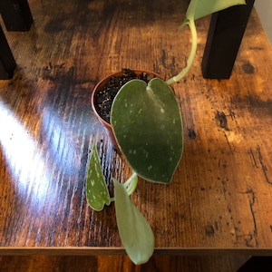 Jennifer added a photo of their purchase