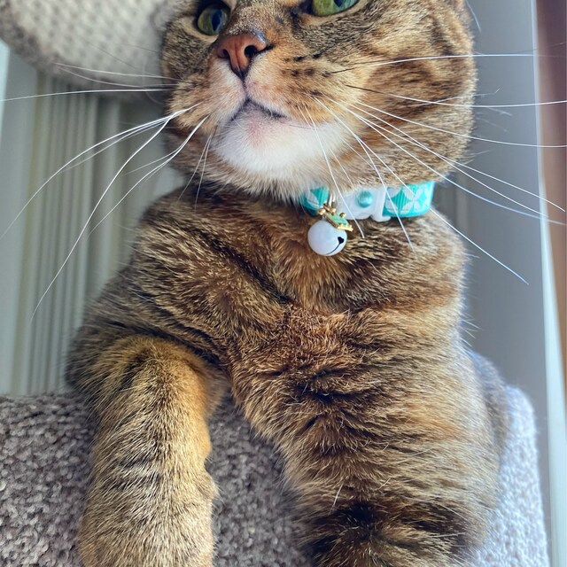 The Aquamarine designer cat collar