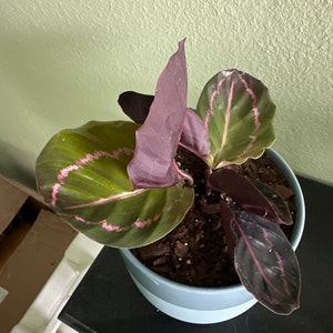 Pam ha aggiunto una foto del proprio acquisto