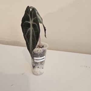 Sameria added a photo of their purchase
