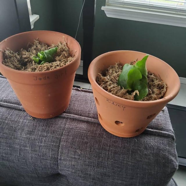 P. willinckii ’Jenny’2805 Platycerium Willinckii Jenny – Rare Orchid Species For