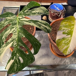 Sydney added a photo of their purchase