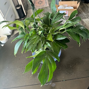 Tabitha added a photo of their purchase