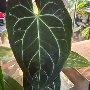 maurice added a photo of their purchase