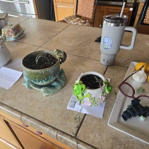 RARE Ceropegia Ampliata (Bushman’s Pipe) - one stem cutting rooted or unrooted or established plant