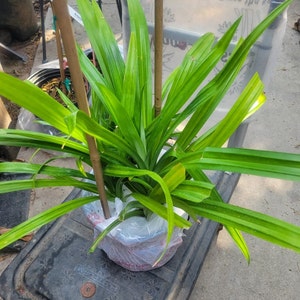 Savath added a photo of their purchase