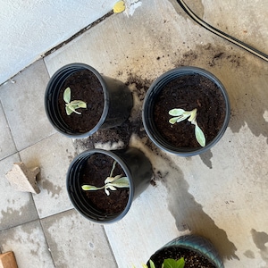 Alexys ha añadido una foto de su compra