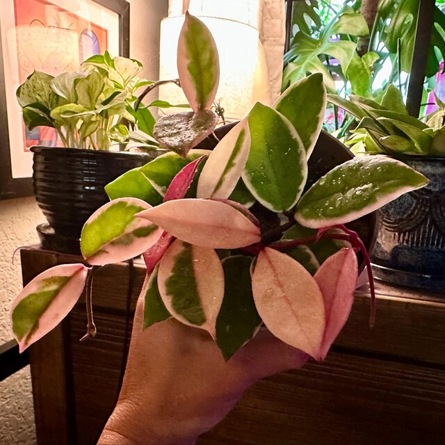 Hoya Flamingo Dream (purple Pride): Pink Variegated Carnosa - 5