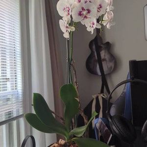 Marija added a photo of their purchase