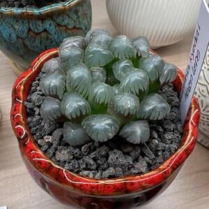 Rare Succulents, Haworthia Kyodai Akasen Lens (3.5