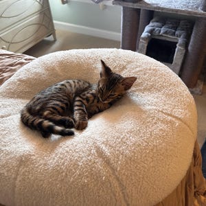 Marshmallow Pudding Bed for Cats and Dogs Etsy