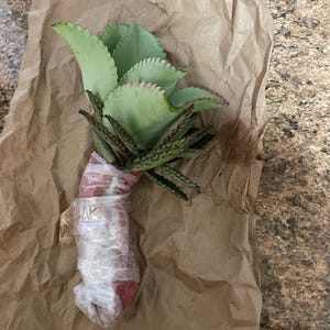 Zaru added a photo of their purchase