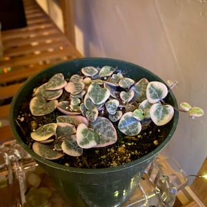 Loraimy added a photo of their purchase