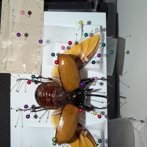 巨大カブトムシ（Eupatorus gracilicornis）。本物の昆虫。剥製