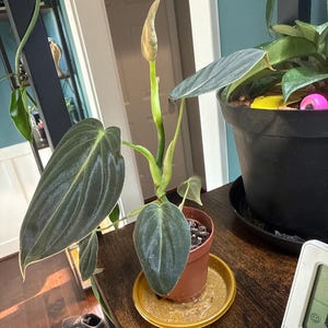 Elizabeth added a photo of their purchase