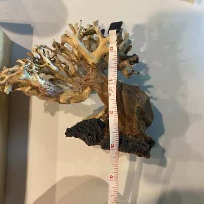 Handmade Bonsai Driftwood Tree For Aquarium - Natural Fish Tank Decoration, 6-7 Inches Tall