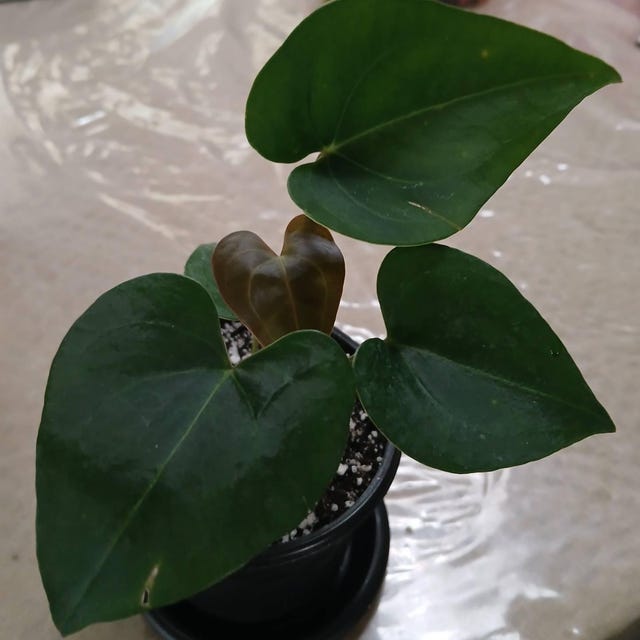 中サイズAnthurium dorayaki x magnificum Anthurium (Red Magnificum x Red Dorayaki) x Sp. Napo