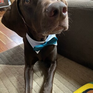 burgundy dog bow tie