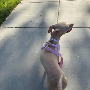 Gishy added a photo of their purchase