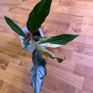 JOSE さんが購入した商品の写真を追加しました