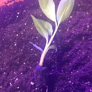 Blue Java Banana Tree Ice Cream Banana Plant Starter Fruit - Etsy