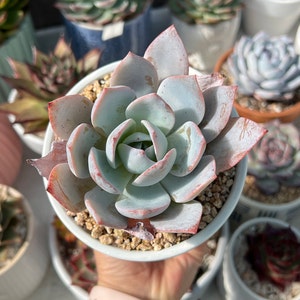 Jeanina added a photo of their purchase