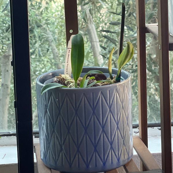 Musa-ice CREAM BLUE JAVA Live Banana Tree-healthy Well Rooted Starter ...